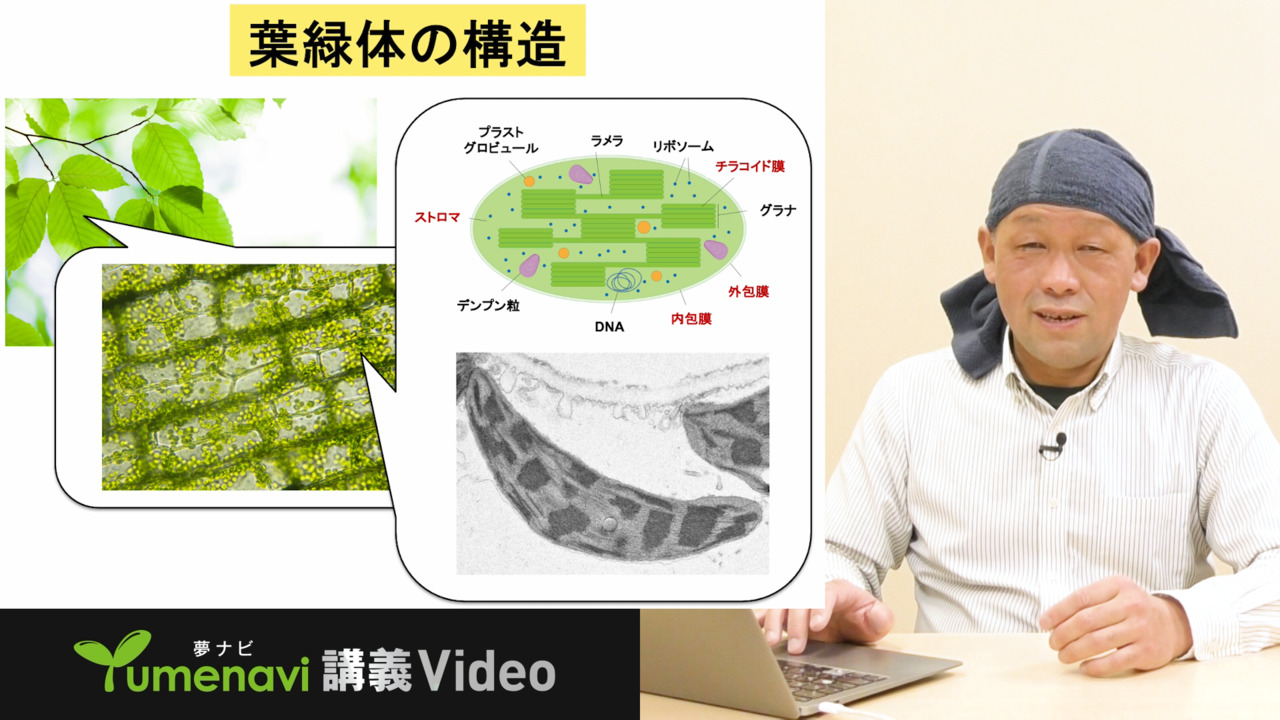 天然の化学工場「葉緑体」でつくる「食べるワクチン」