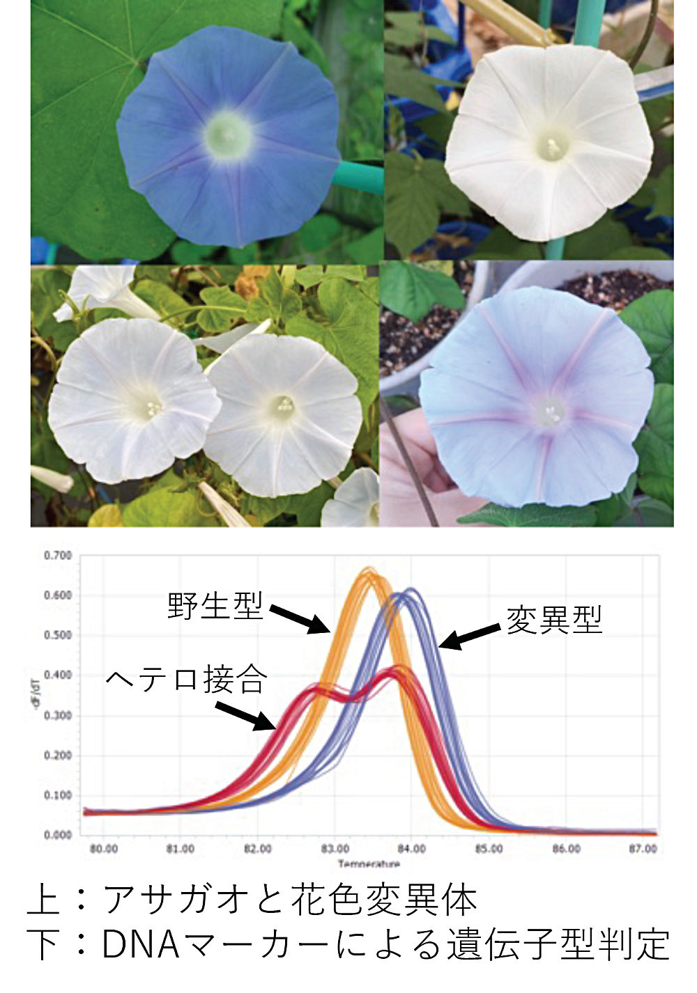 画像2その1